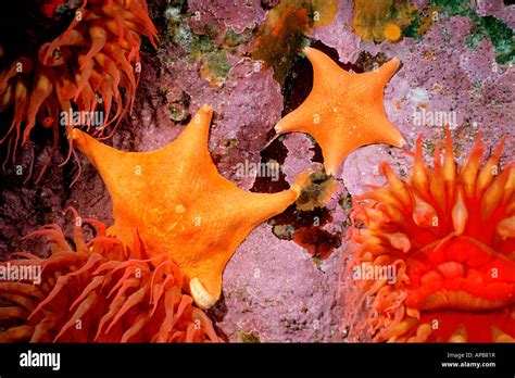 Bat Star Asterina Miniata California Pacific Ocean Stock Photo Alamy