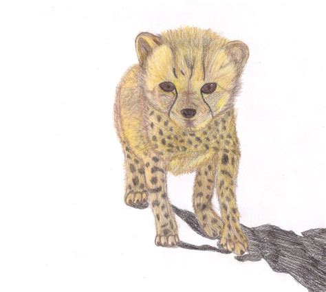 Baby Cheetah Drawing At Getdrawings Free Download