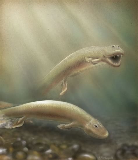 Tiktaalik Fossils Reveal How Fish Evolved Into Four Legged