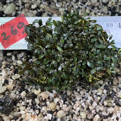 Brownie Amanda 269 - Borneo Aquatic