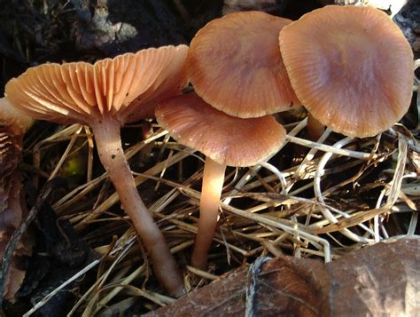 Cortinarius gentilis - identifier-les-champignons.com