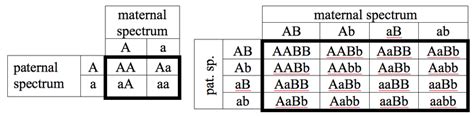 The punnett square is a square diagram that is used to predict the genotypes of a particular cross or breeding experiment. 1. Examples of Punnett squares for monohybrid and dihybrid crosses of... | Download Scientific ...