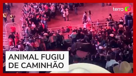 Touro invade arena durante rodeio no interior de São Paulo YouTube