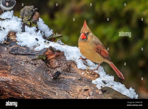 Female Cardinal Cardinalis Cardinalis In A Snowy Tree Stock Photo Alamy