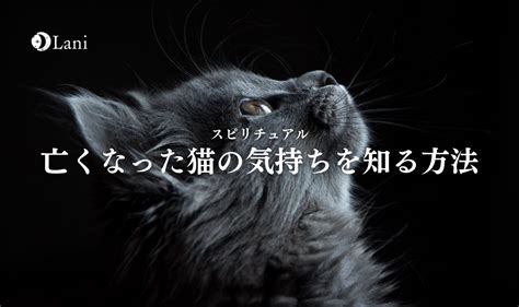 亡くなった猫の気持ちを知る方法！猫の想いを教えます。幸せだったかな…？