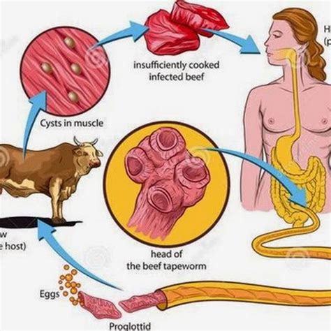 Beef Tapeworm Lifecycle Clinical Signs Diagnosis And Treatment