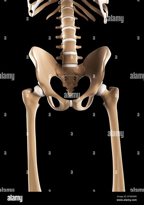 Los huesos de la pelvis las ilustraciones Fotografía de stock Alamy