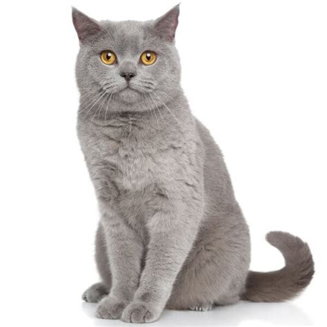 British Shorthair Cat Breed Information The Pedigree Paws