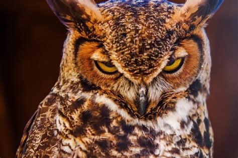 Owls In Connecticut Spot All 12 Species In The Constitution State