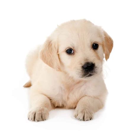 The formula is tailored specifically to your breeds needs according to size, breed, lifestyle and age. 🦴 Best Food for Golden Retriever Puppy in 2020 🦴 GoodPuppyFood
