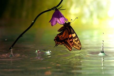 Cute Butterfly Wallpapers ·① Wallpapertag
