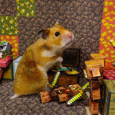 Hamster Survival In Minecraft Хомяки Кошачий рисунок Кошачьи