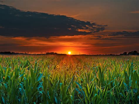 Sunset Green Field With Corn Dark Clouds 4k Ultra Hd Desktop Wallpapers