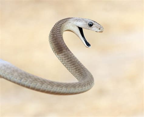 The Black Mamba The Worlds Fastest Snake Beautiful Snakes Animals