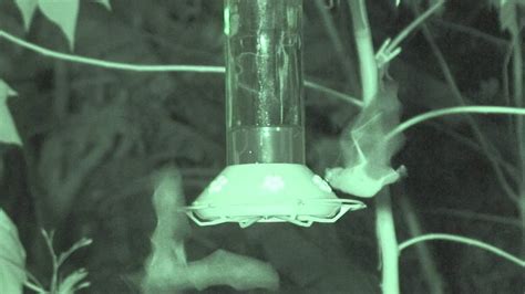 Nectar Bat Feeding From Humming Birds Feeders At Night