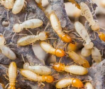 Central termite & pest control. Pest Control, Irrigation & Lawn Care | The Other Side Pest ...
