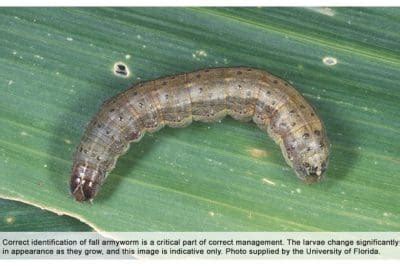 Preparing Australia To Manage Fall Armyworm Grain Central