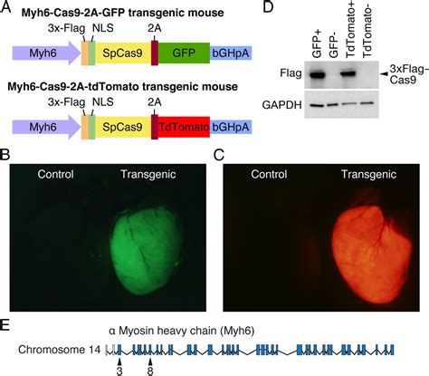 A Mouse Model For Adult Cardiac Specific Gene Deletion With Crisprcas9