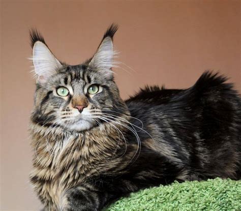 Those are signs you have a real maine coon. Cat Breeds with Ear Tufts: The Perfect Choice for You
