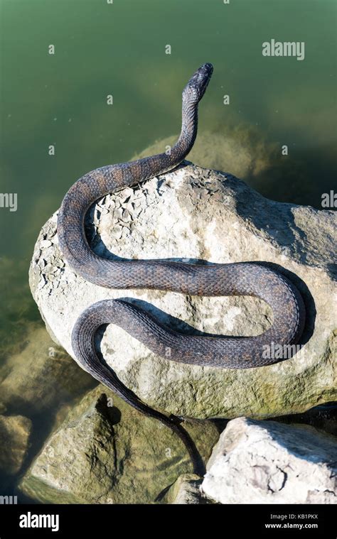 Snake On A Rock Stock Photo Alamy