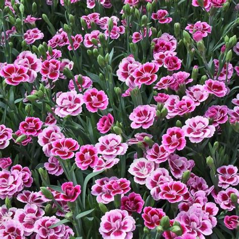 Potted Dianthus Alpine Plants In Stock Shop Online Best Prices