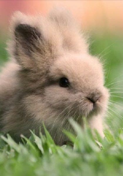 Simple Pleasuresall In Bokeh Cute Bunny Pictures Fluffy Animals