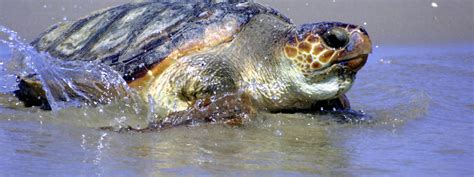 Loggerhead Turtle Sea Turtles Species Wwf