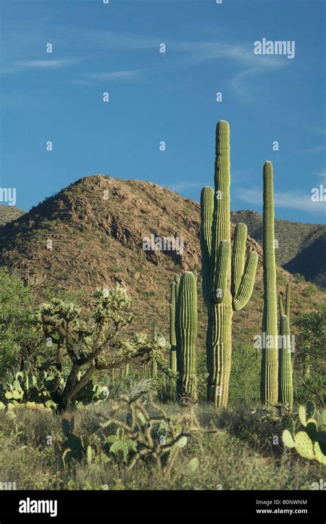Desert Scene With Saguaro Cactus In Arizona Stock Photo