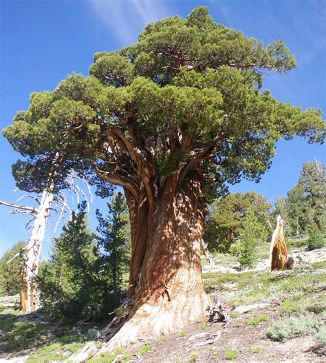 Juniperus Grandis Calflora
