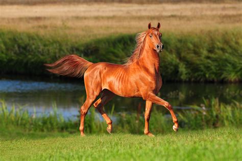 Horses Rivers Grass Animals Wallpapers Wallpapers Hd