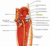 Images of Muscle Strengthening Physiology