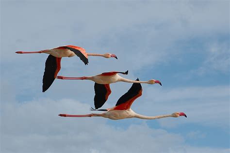 Flamingos are large birds that are identifiable by their long necks, sticklike legs and pink or reddish feathers. animals, Flamingos, Birds Wallpapers HD / Desktop and Mobile Backgrounds