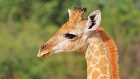 Facts About Baby Giraffes Sciencing