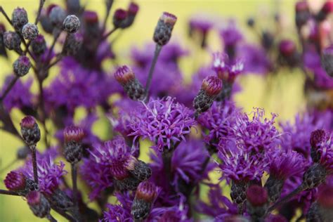 Check spelling or type a new query. Native Ohio Perennial Flowers | Best Flower Site