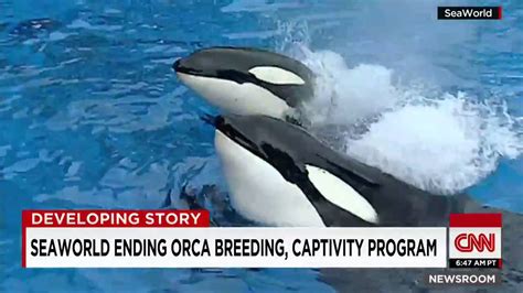 Seaworld Ending Orca Breeding Program Youtube