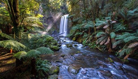 The Oldest Rainforest On Earth Is Under Threat And Needs Australias