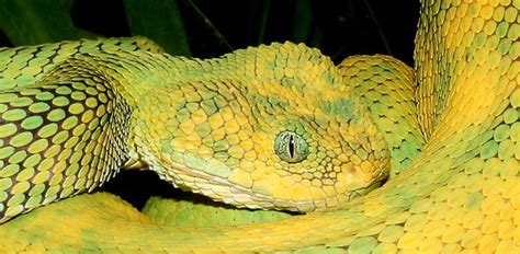 West African Bush Viper Atheris Chlorechis Knoxville Zoo Flickr