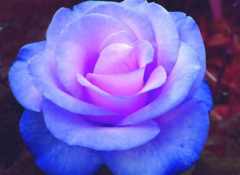 1000 Images About Roses Lillies On Pinterest Red Roses Blue Roses