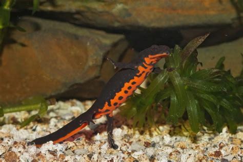 Best Pet Salamander Newt Species With Pictures Pet Keen