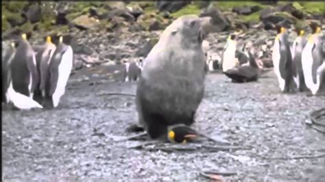 seals having sex with penguins youtube