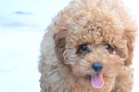 20 Cutest Photos Of Small Fluffy Dog Breeds Sigma Watch