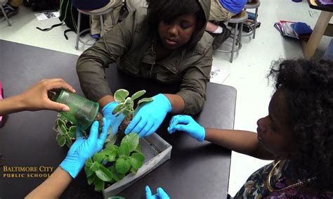 18,000+ vectors, stock photos & psd files. Capstone - Loving Biology