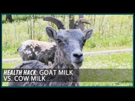 My stepfather is lactose intolerant and suffers with all cow milk products (save for a small pat of butter here and there). Goat Milk vs. Cow Milk: Health Hacks- Thomas DeLauer ...