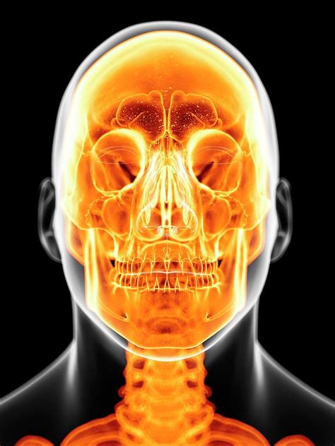 Human Skull Photograph By Sciepro Fine Art America