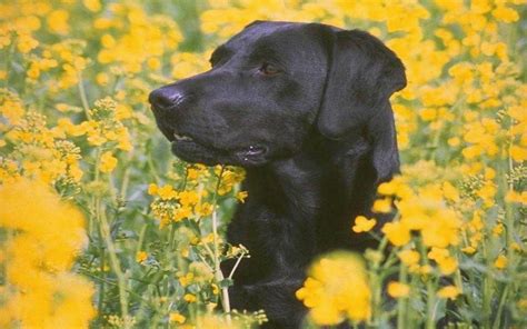 72 cute black wallpapers images in full hd, 2k and 4k sizes. Black Labrador Wallpapers - Wallpaper Cave