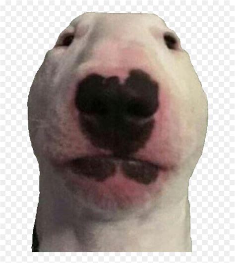 21 Sad Doggo Meme Png