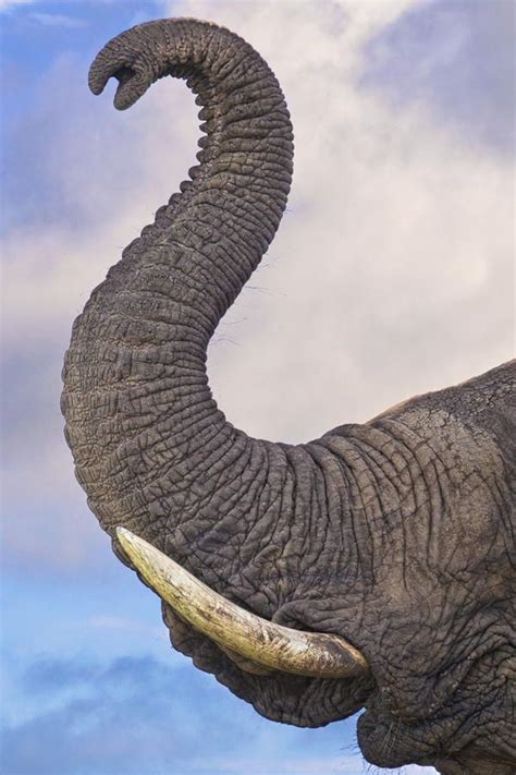 An Artistic Curl Of An Elephant Trunk Captured In Kruger National Park