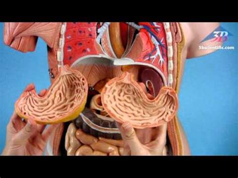 Our extensive collection of human torso models include gendered models, a unisex anatomy. Deluxe Dual Sex Muscle Torso Anatomy Model 31 Parts, B40 - YouTube