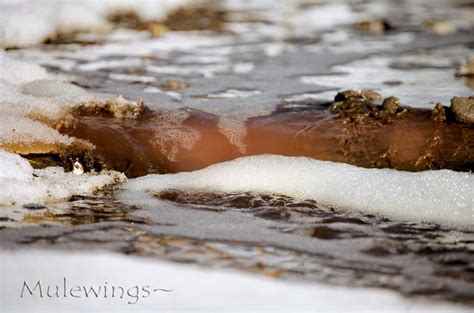 Mulewings March Is Warming And Snow Melt Month