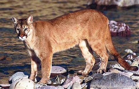 Suçuarana Ou Puma Felis Concolor